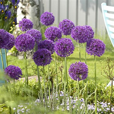 Hardy Allium Bulb Collection Plant With Bulbs In Varieties