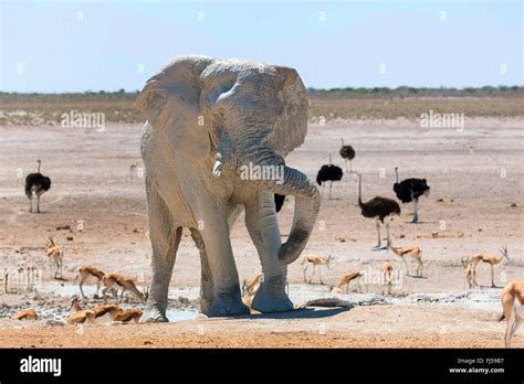 African Elephant Loxodonta Africana Elefant After Mud Bath In A