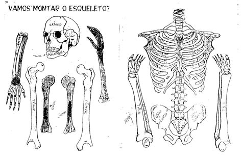 Esqueleto Humano Para Montar Atividades Pedagógicas