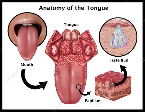 Taste Buds On Tongue Diagram Spacotin