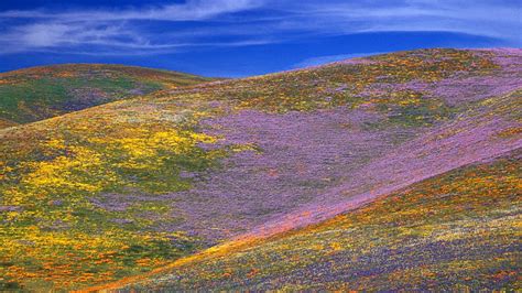 1920x1080px 1080p Free Download Gorgeous Colorful Wildflowers On