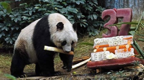 Video Oldest Ever Giant Panda Celebrates 37th Birthday With Veggie