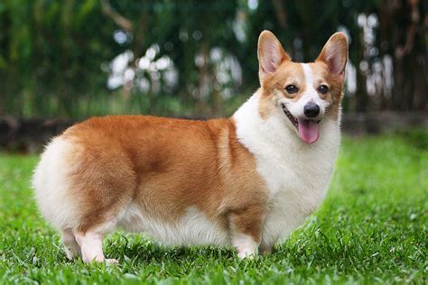 We researched for the best dog food for corgis for optimum nutrition and prevention of health issues stemming from a poor diet. Pembroke Welsh Corgis with skin allergies - Dog food facts