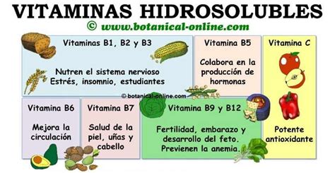 Vitaminas Hidrosolubles Beneficios Propiedades Alimentos Y Funciones