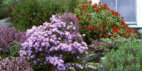 20 Best Flowering Shrubs Blooming Bushes For Your Garden