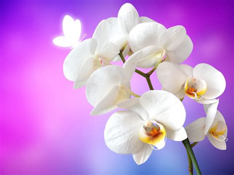 Orchid Flowers Wallpaper 4k White Orchids Pink Background Flowers 905