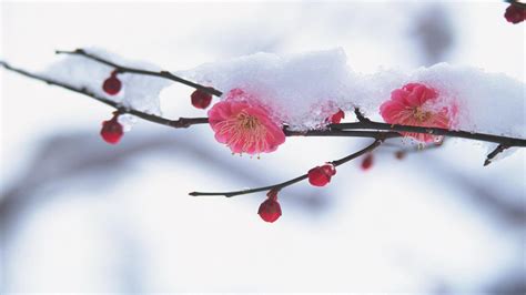 Cherry Tree Blossom In The Middle Of Winter Wallpaper Download 3840x2160