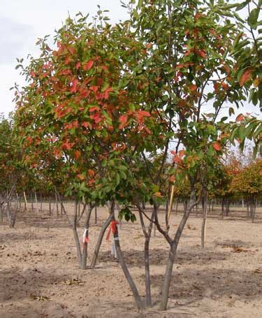 Autumn Brilliance Serviceberry Multi-stem - Amalanchier - Timberline