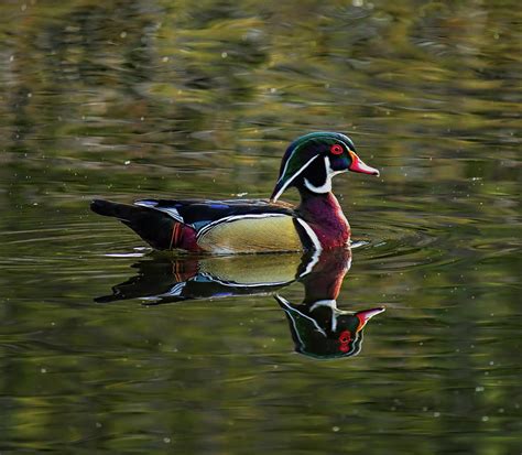 Drake Wood Duck In Breeding Plumage Photograph By Dale Kauzlaric