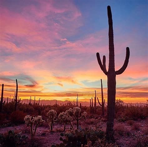 Sunset Saguaro National Park Arizona Desert Desert Pictures Desert