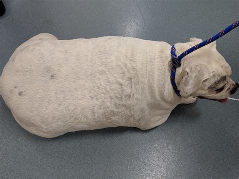 Owners Fined For Leaving Morbidly Obese Dog To Suffer Australian