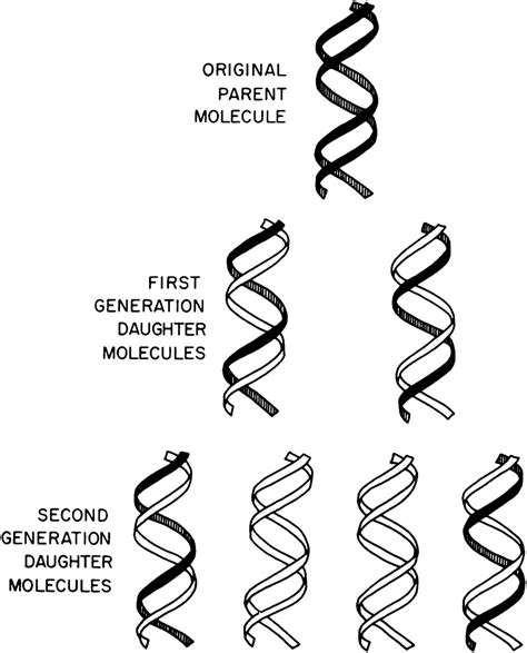 Dna Double Helix Drawing At Getdrawings Free Download