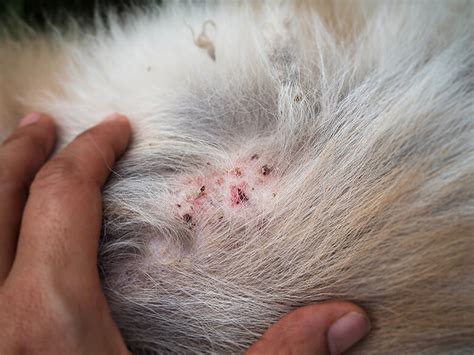 What Does Lice Bites Look Like On Dogs Dog Breeds Picture Images And