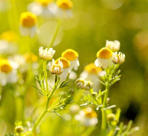 Wild Chamomile Flowers On A Field Early On The Morning Stock Photo