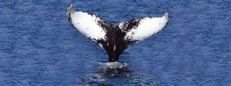 Gloucester Whale Watch in Gloucester Massachusetts - Boston MA Best
