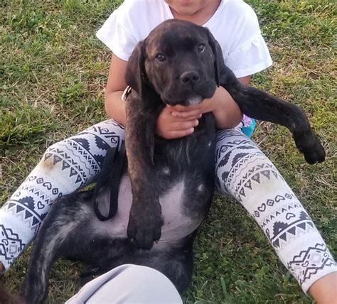 They're highly trainable, intelligent, docile, and become extremely. Cane Corso Puppies For Sale | Charlotte, NC #296949