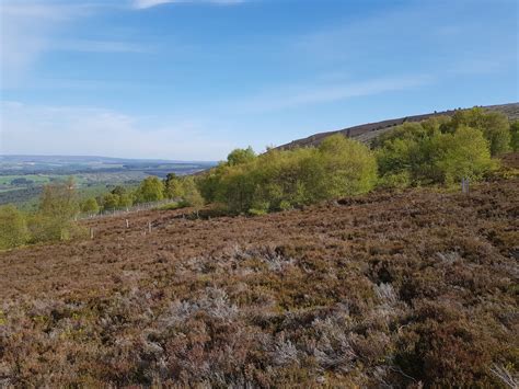 In The Scottish Moorlands Plots Planted With Trees Stored Less Carbon