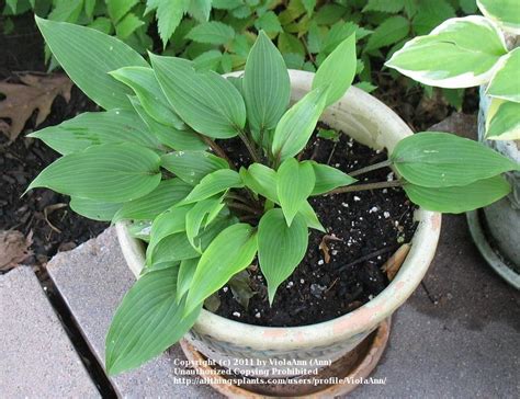 Photo Of The Entire Plant Of Hosta Katsuragawa Beni Posted By