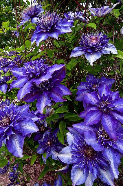 Maybe you would like to learn more about one of these? Clematis and Purple on Pinterest