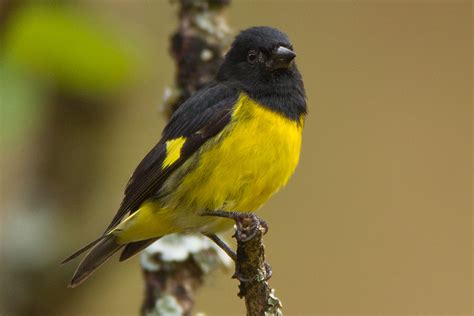 Yellow Bellied Siskin Birdforum Opus Birdforum