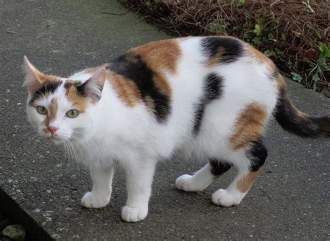 Is My Cat Considered A Calico Her Fur Pattern Doesnt
