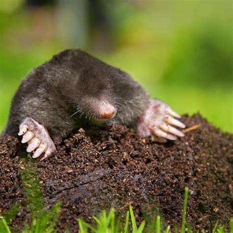 Protecting Your Lawn From Moles Cardinal Lawns