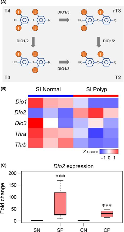 Elevated expression of Dio2 in intestinal polyps of ApcΔ716 mice A