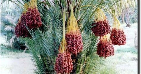 How To Grow Date Palm Tree Growing Medjool Dates Everything About Garden