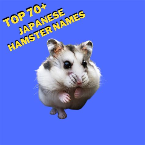 Japanese Hamster Names With Meaning Our Top 70 Picks Great Pet
