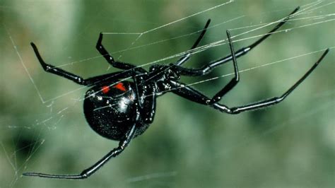Virus Stole Poison Genes From Black Widow Spider Bbc News