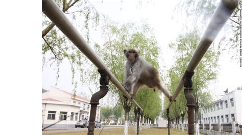 Monkey Army Keeps Chinese Troops Safe