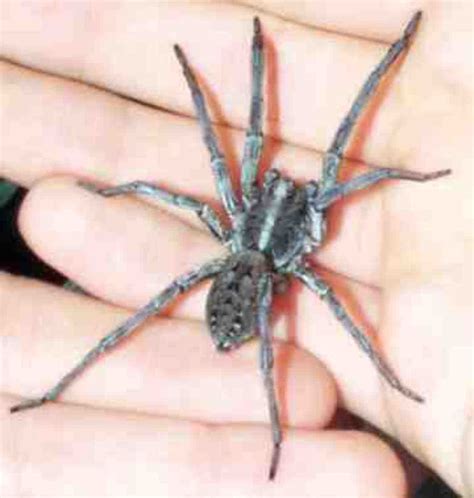 A bite can cause severe muscle pain and spasms, as well as. Wolf Spiders: Poisonous And Dangerous