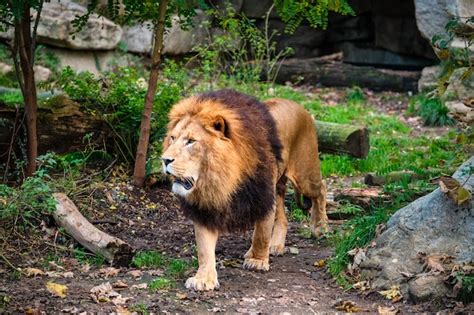Premium Photo Lion In Jungle Forest In Nature