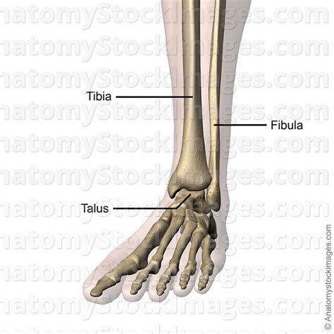 Anatomy Stock Images Ankle Joint Bones Tibia Fibula Talus Skin Names