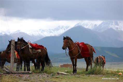horses graze  shandan horse ranch  zhangye city  nw chinas gansu  headlines