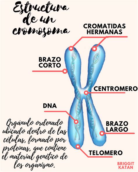 Partes De Los Cromosomas
