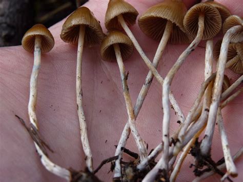 Psilocybe Pelliculosa In The Pnw Mushroom Hunting And Identification