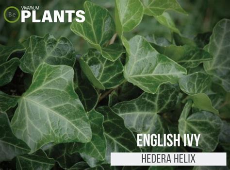 hedera helix english ivy care guide vivarium plants