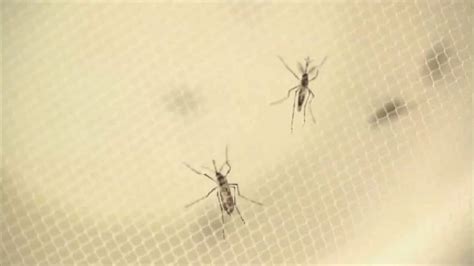 Second Case Of Zika Virus Confirmed In Nyc