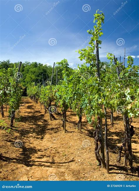 Vineyard in Italy stock image. Image of green, produce - 2736939