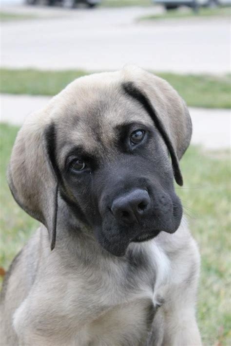 Puppies whelped 3/29/14, 8 guys and 5 ladies will most likely be all fawn tinted. American Mastiff puppy | Mastiff puppies, American mastiff ...