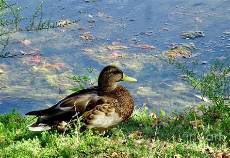 Mallard Hen Resting Photograph By Linda Brittain Fine Art America