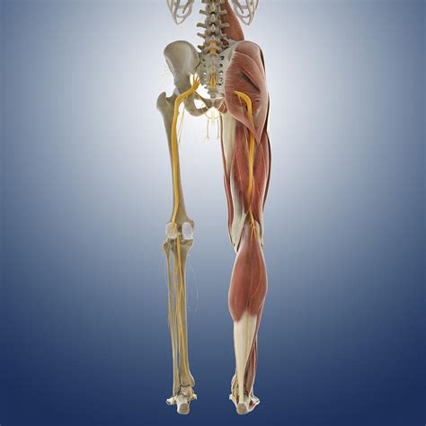 Lower Body Anatomy Artwork Photograph By Science Photo Library Fine