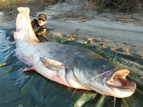 I Was Looking Up Mekong Giant Catfish Pangasianodon Gigas Recently