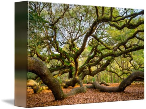 Charleston Angel Oak Tree South Carolina Landscape By Dave Allen