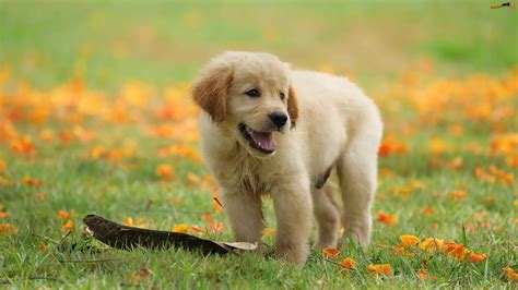 Łąka Szczeniak Pies Golden Retriever Liście