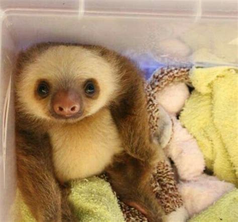 Baby Sloth Cute Animals Cute Baby Sloths Animals
