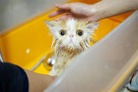 Another theory attempting to explain why cats are not the biggest fans of water points to the way their ears work. Why are cats afraid of water? (с изображениями)