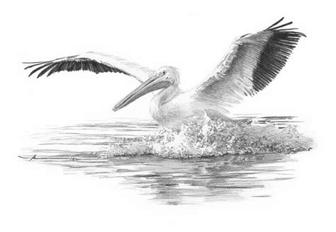 Pelican By Mike Theuer Wetcanvas Pelican Drawing Pelican Art Cool