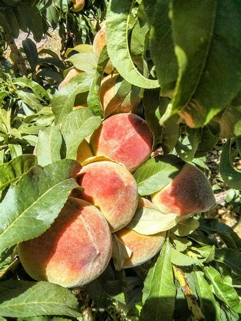 These many pictures of plant nursery el paso list may become your inspiration and informational purpose. Fruit Trees for El Paso
